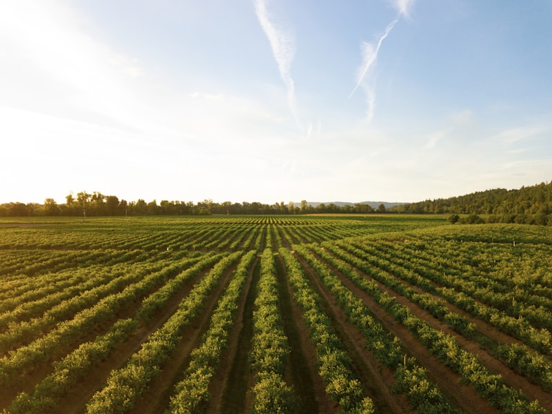 Vineyards in the Penedes wine region near Cubelles, home of Cava sparkling wine